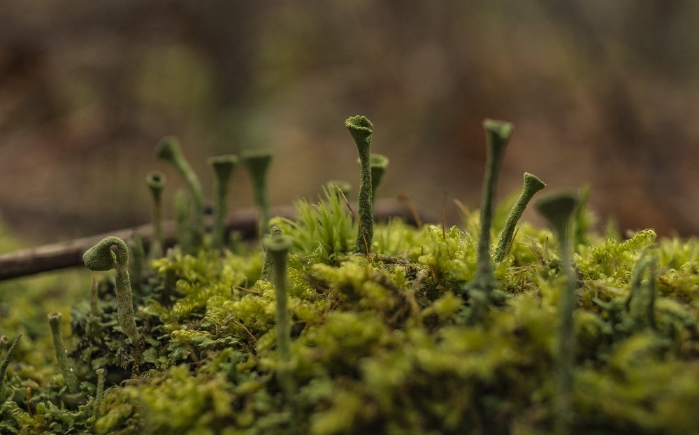 Фотография автора Александр Кременицкий