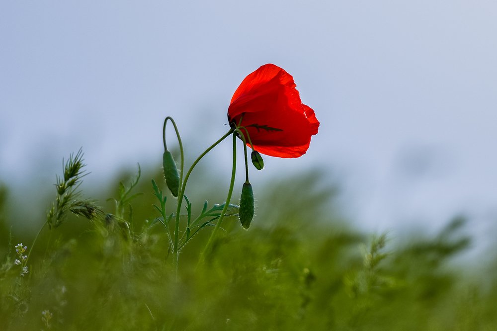 Фотография автора Владимир Пронин