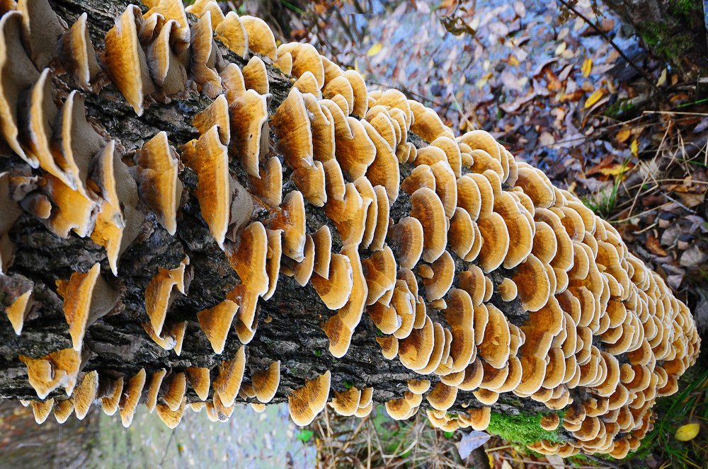 Фотография автора Антип