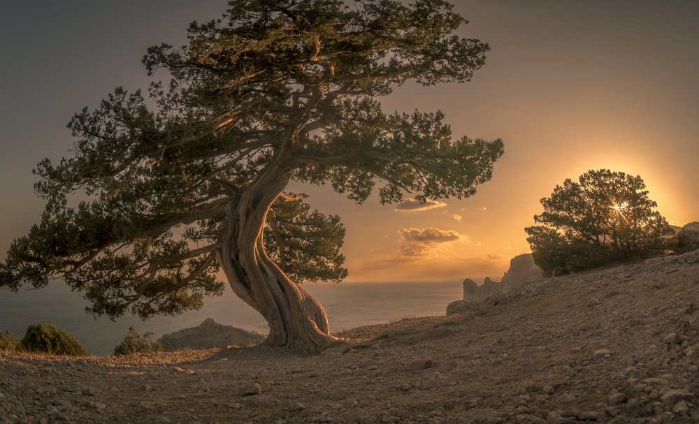 Старый можжевел провожал солнечный денек.....