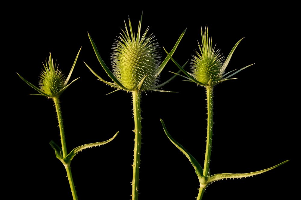 Ночные стражи