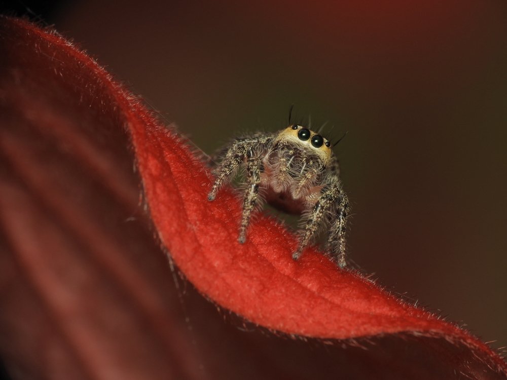 Creativity of Nature's