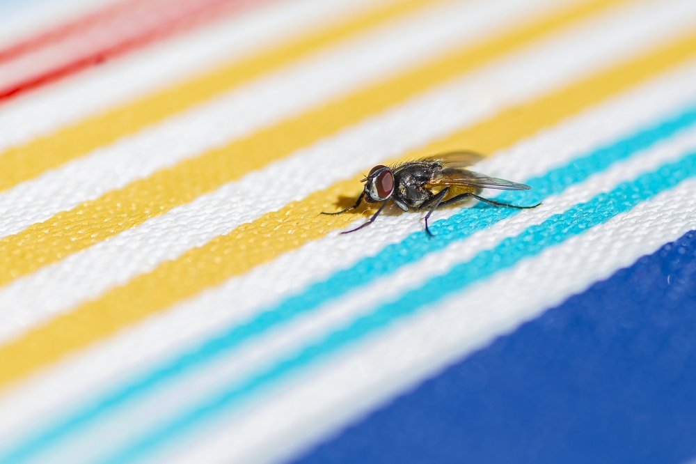 Photograph by  EduJG