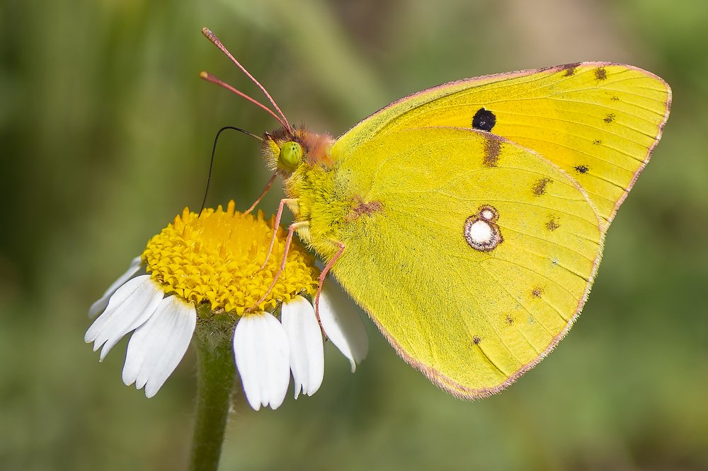 Colias alfacariensis