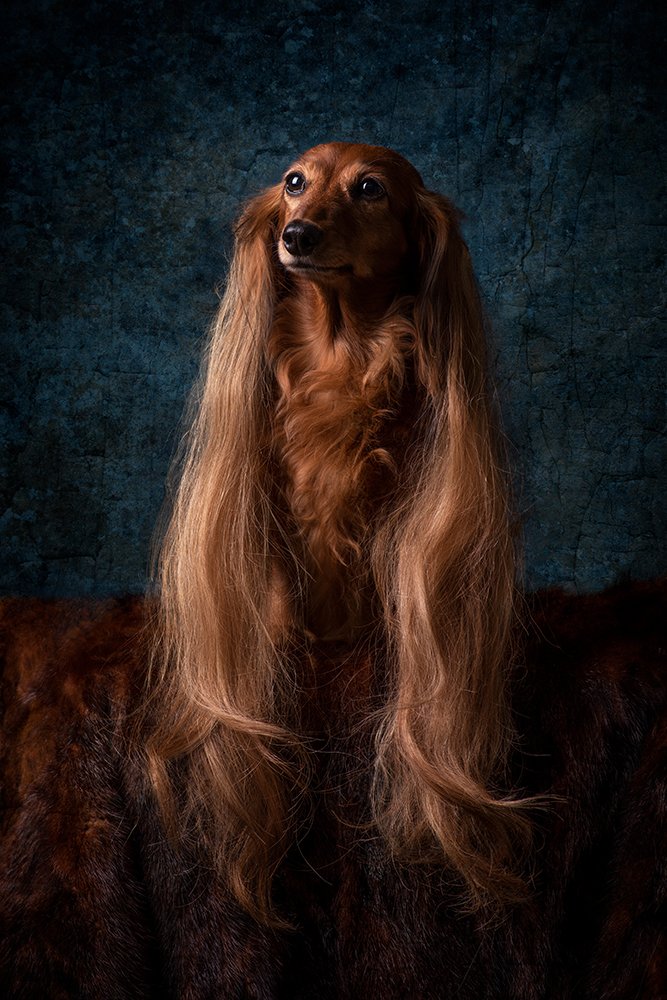 Lady Dachshund