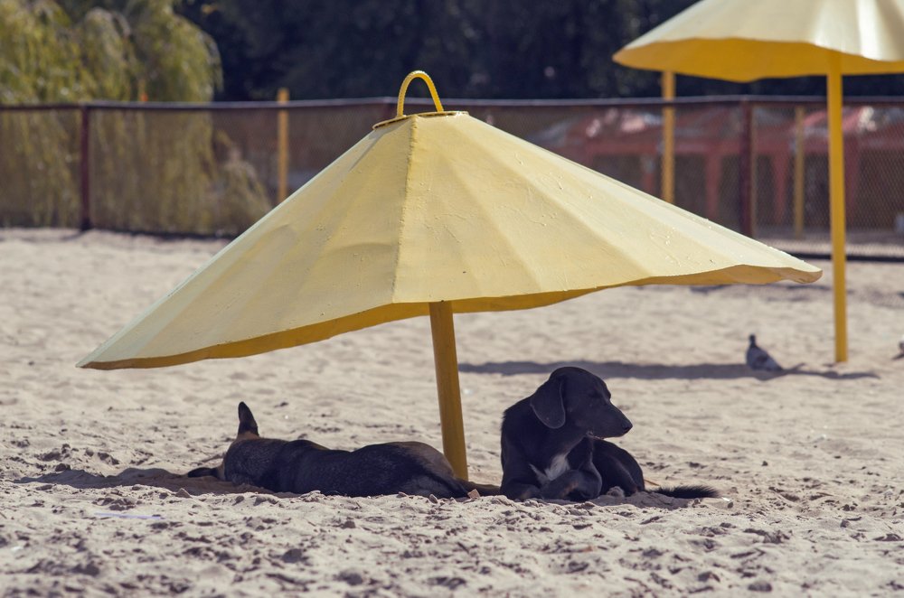 Photograph by Олег Коваль