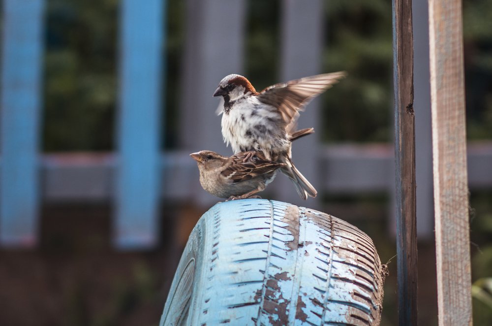 Photograph by Олег Коваль