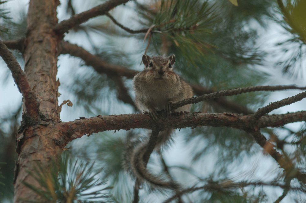 Photograph by Олег Коваль