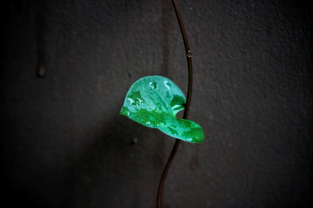 Photograph by Budhi Setiawan