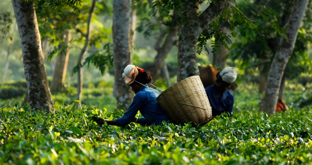 Photograph by Raju Md.