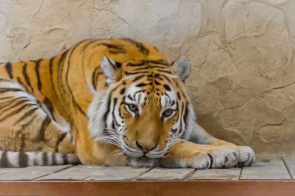 Photograph by Мария Причиненко