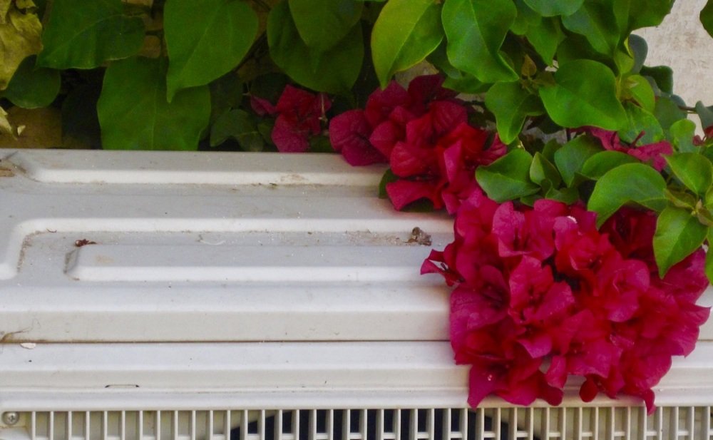 Photograph by Albert Russo