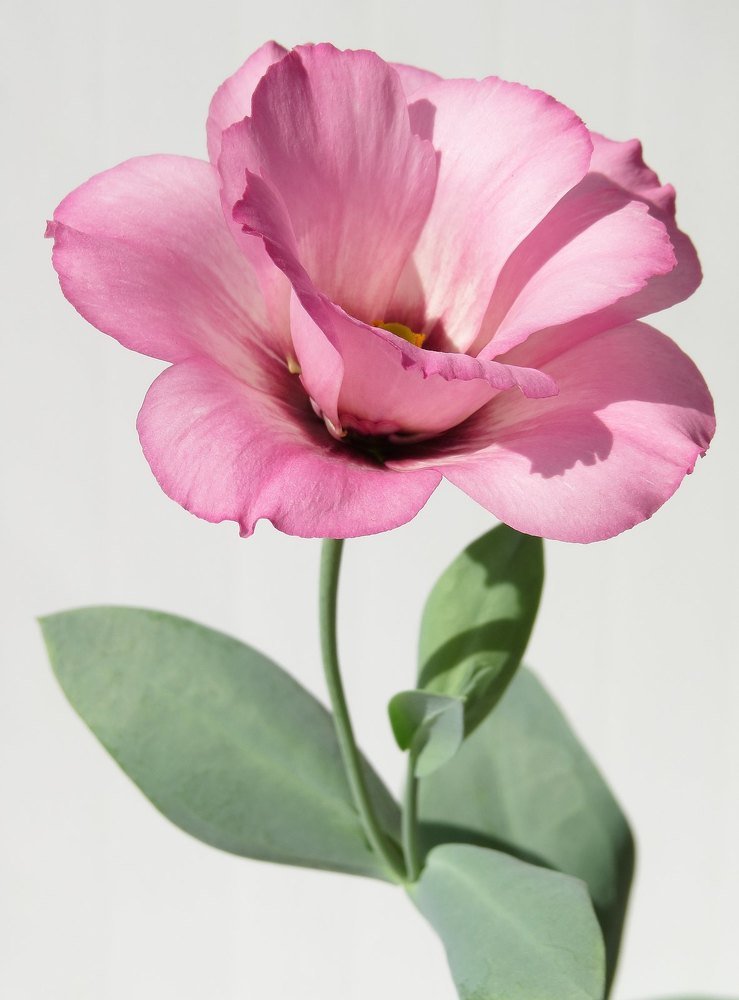 Ирландская роза