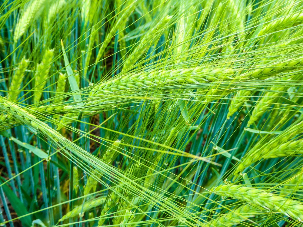 Photograph by Meier Zorica