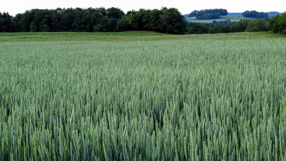 Photograph by Meier Zorica