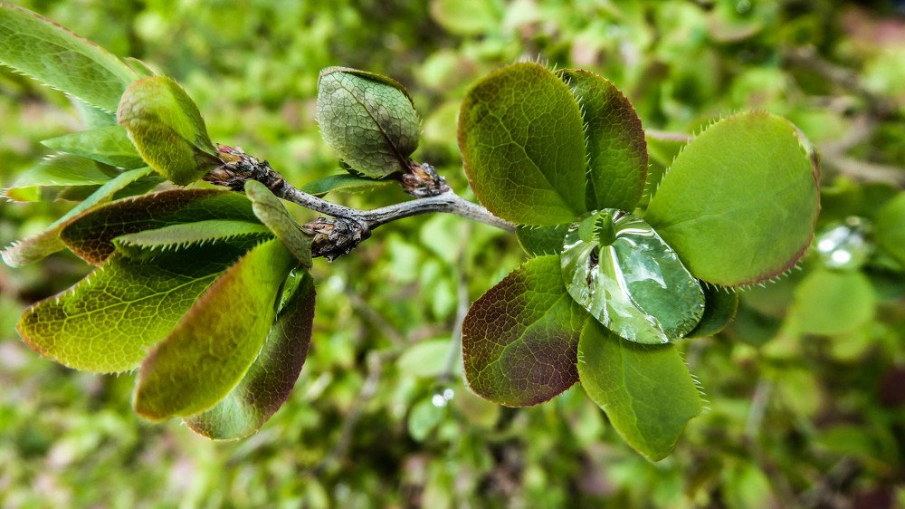 Photograph by Meier Zorica