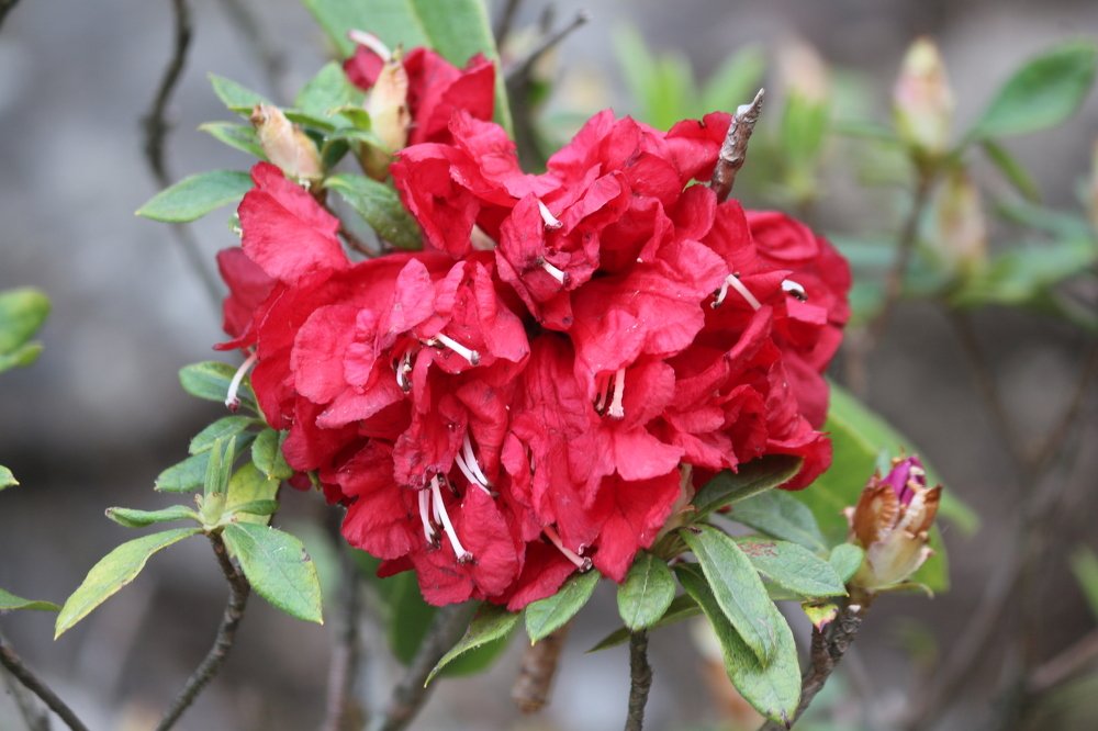 ID: Red Flowering Rhododendron tree