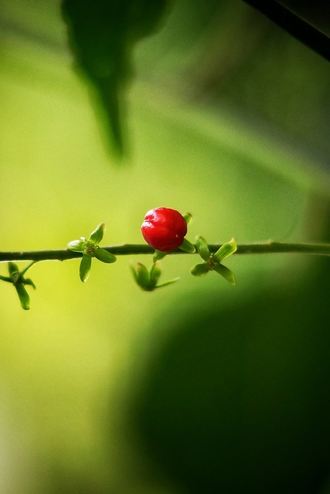 Photograph by Budhi Setiawan