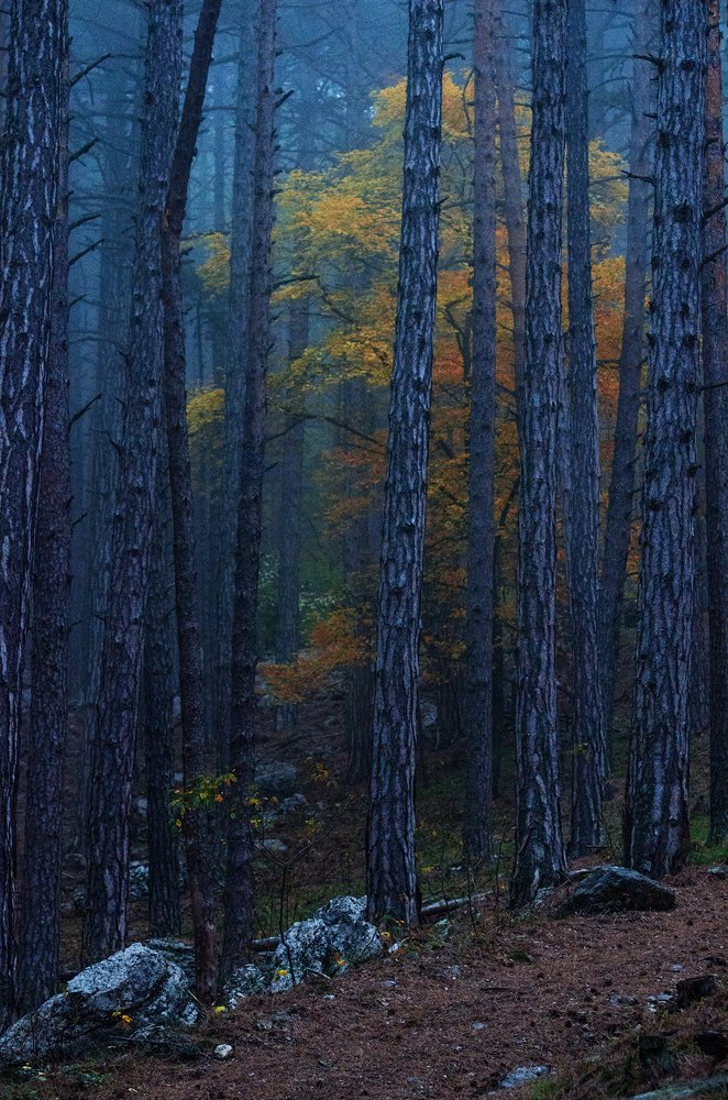 Photograph by Алексей