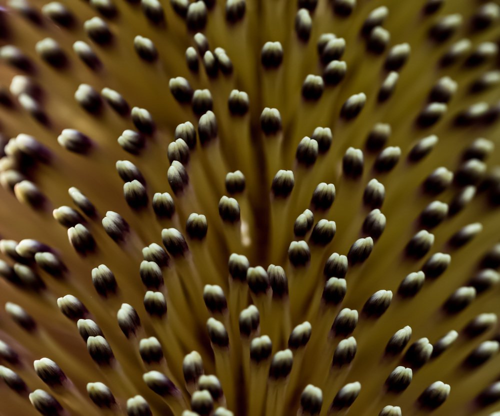 Стремящиеся к свету