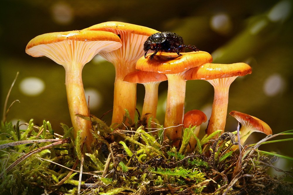 Осенние грибы