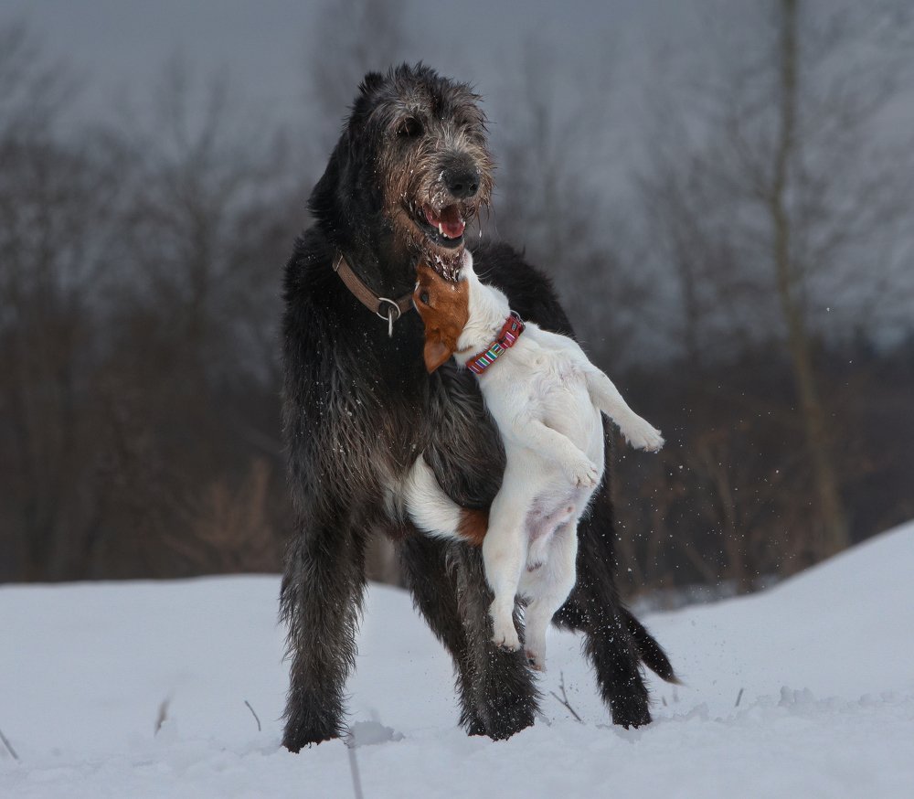 Photograph by игорь перфильев