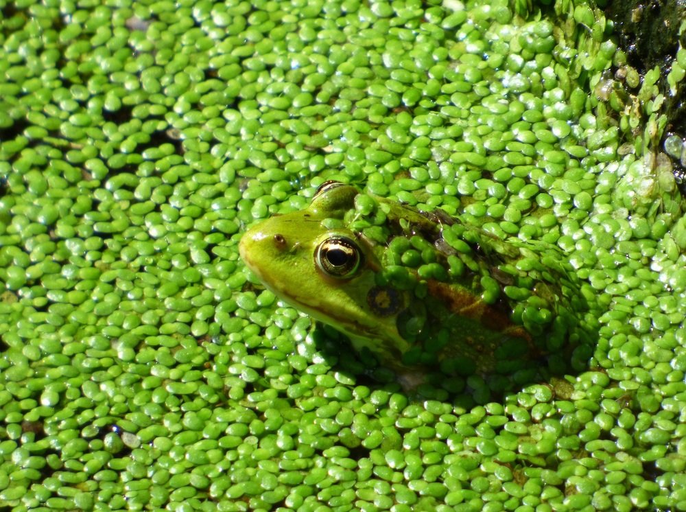 Photograph by Ionescu Stelian