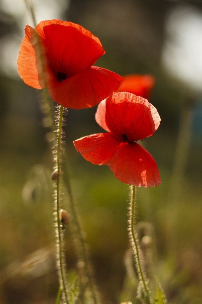 Photograph by Светлана Приходько