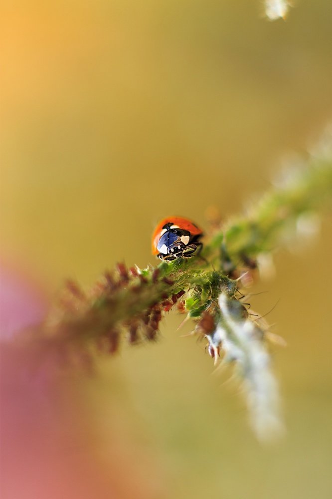 Photograph by Светлана Приходько