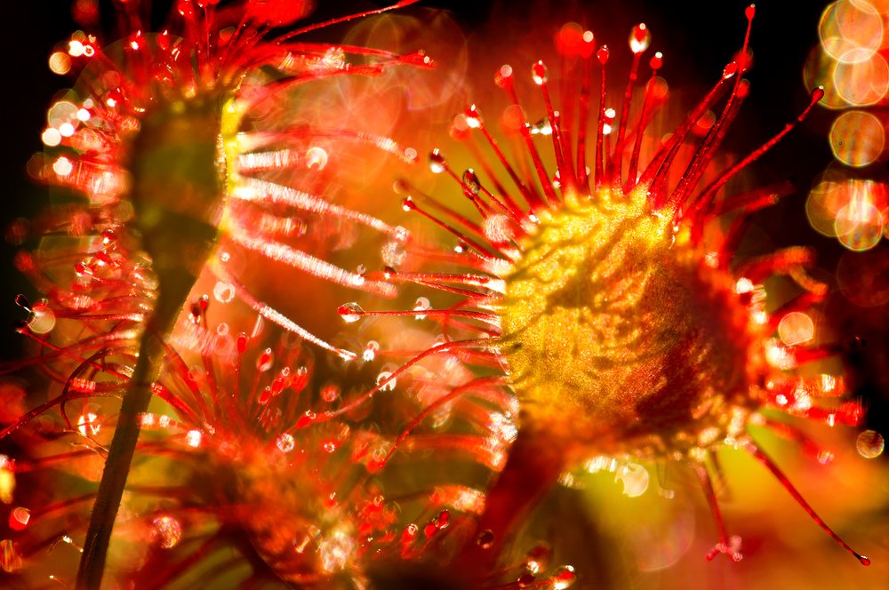 Photograph by Alexey Korolyov