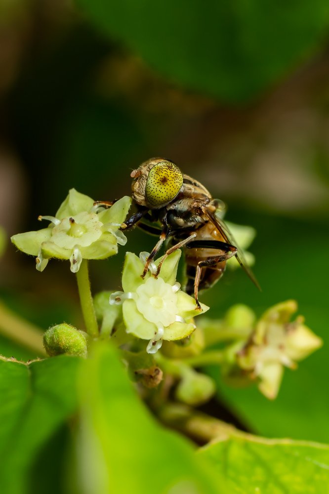 Hoverfly
