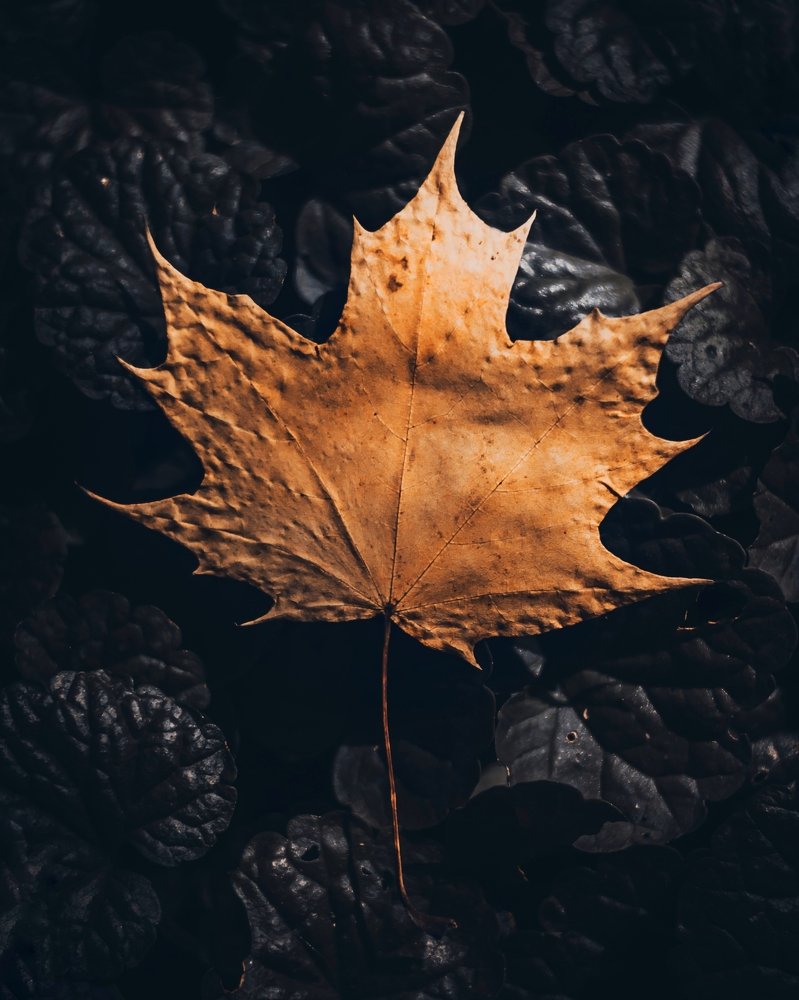 Осенний листочек