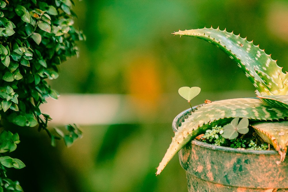 Photograph by Chetan Verma