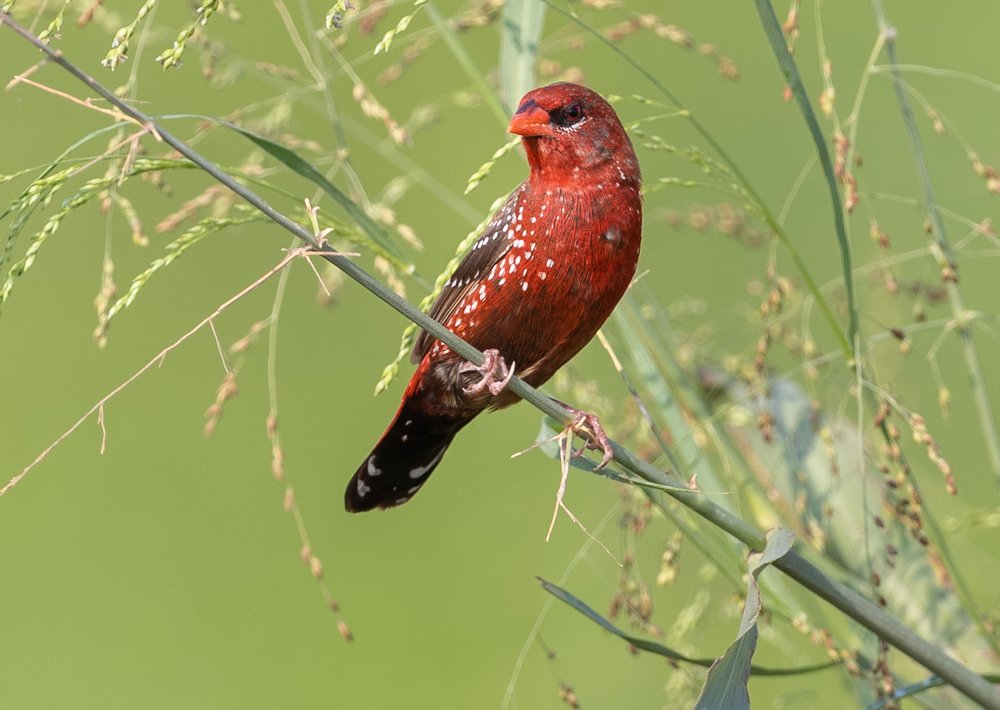 Photograph by  Sajeevkumar