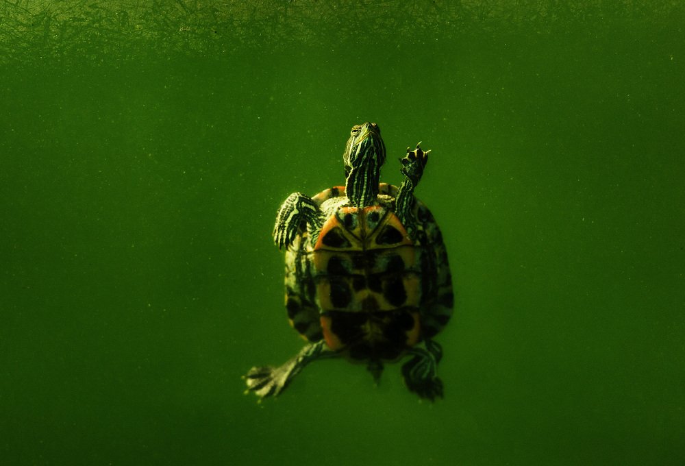 The Young Turtle