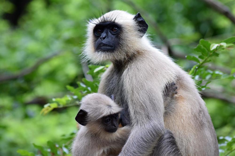 Photograph by Sayan Bhattacharjee