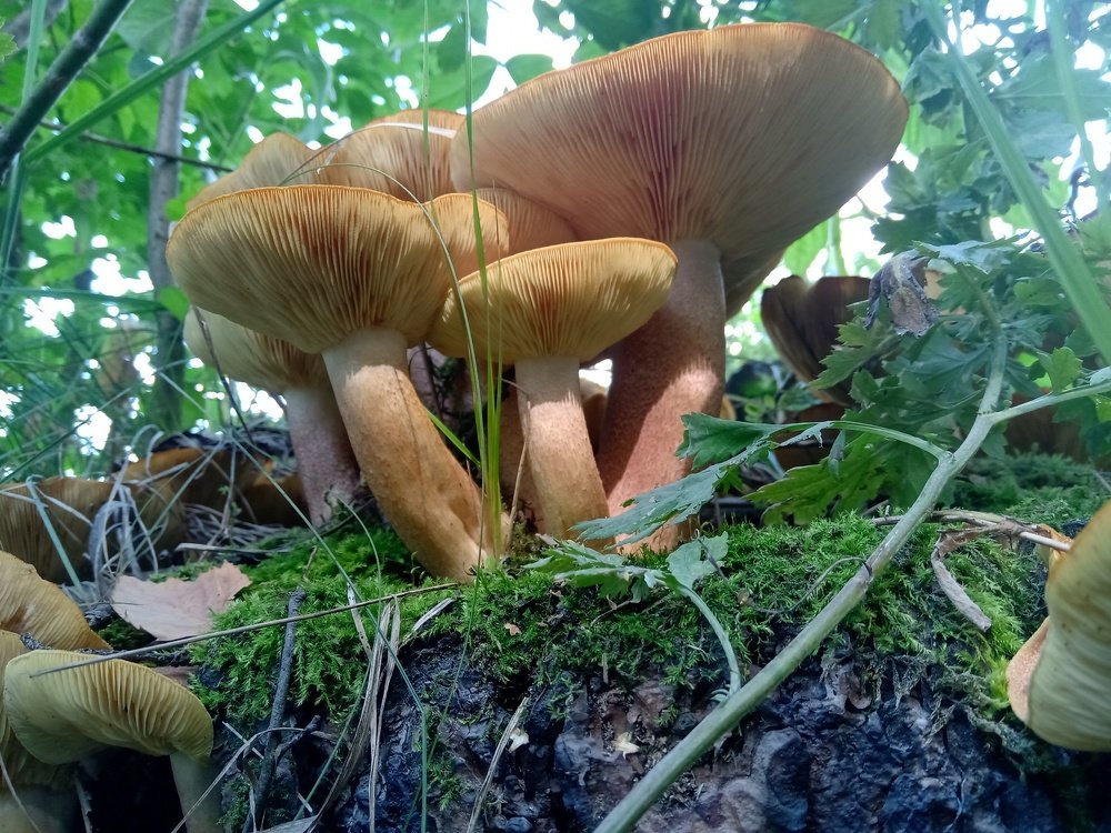 Photograph by Иван Суханкин