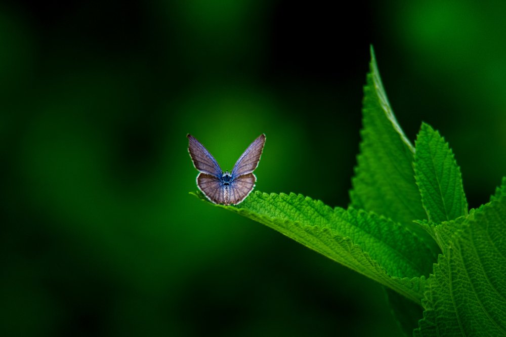 Photograph by Zayed Sanim