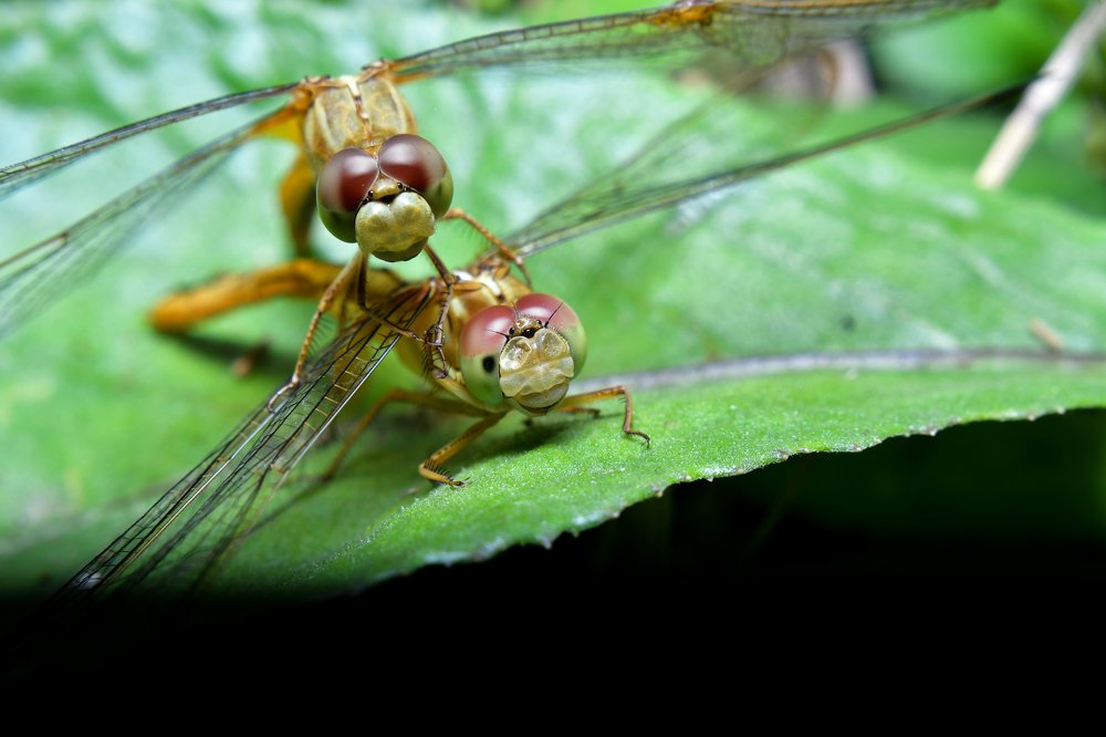 Macro Dragonfly
