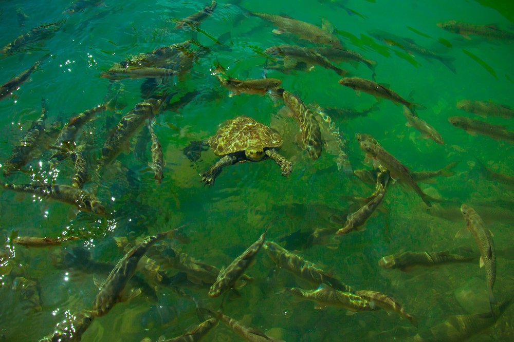 Photograph by Газетдинов Айрат