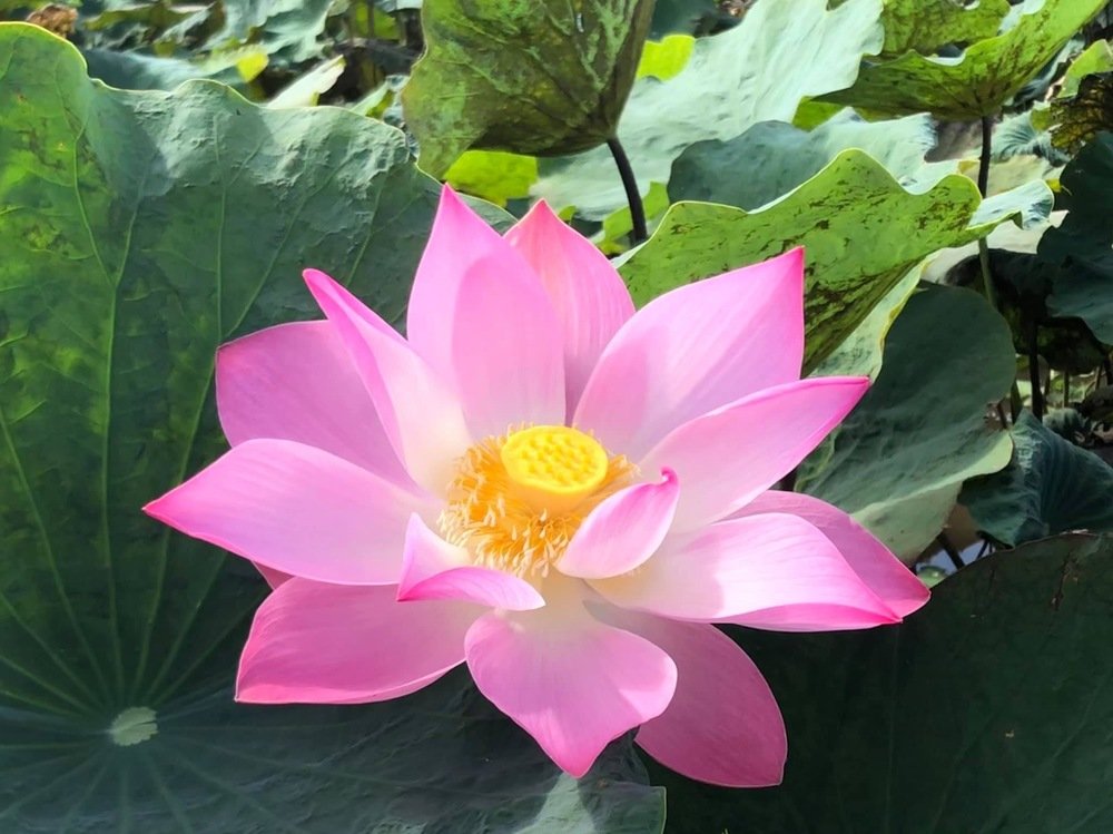 Lotus