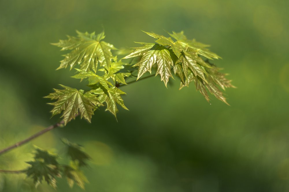 Зелень весны .......