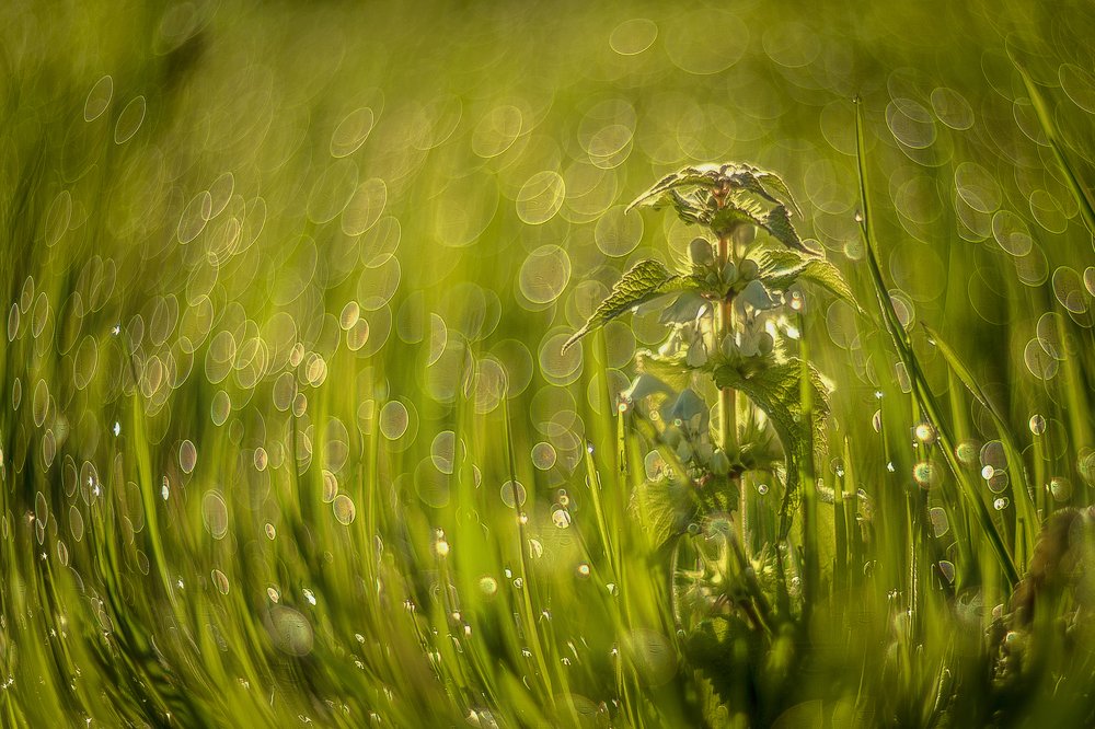 Брызги раннего утра !