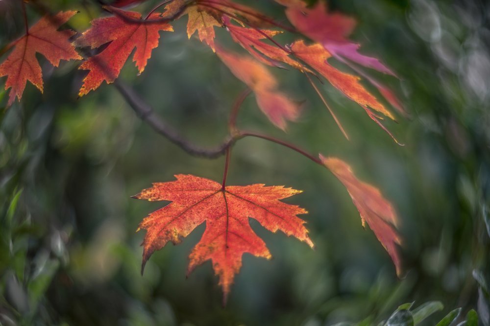 Осень пришла......