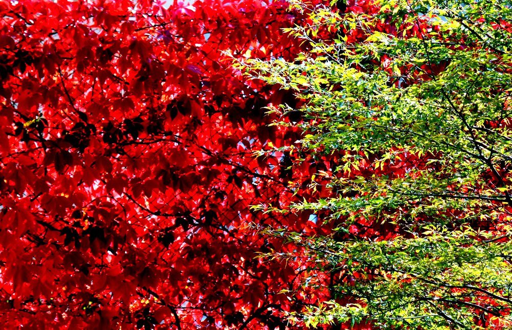 Осенние парки / Autumn parks