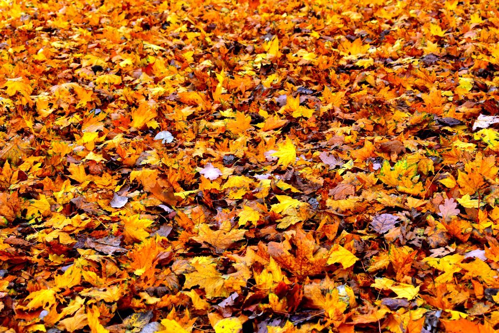 Осенние листья / Autumn leaves