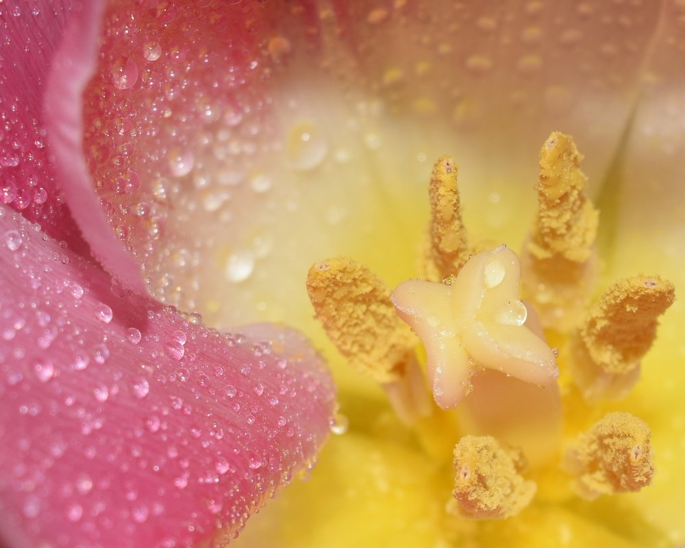 Тюльпанчик розовый