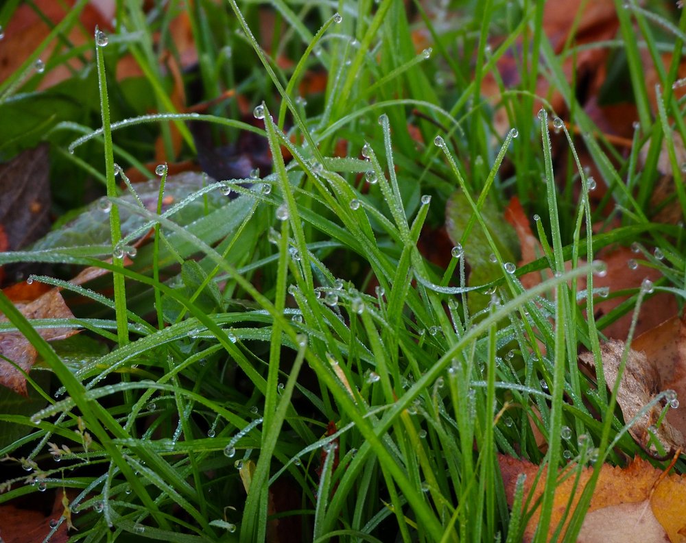 Фотография автора Olena Vorotyntseva