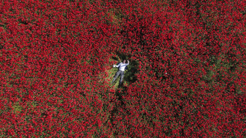 Маковое поле