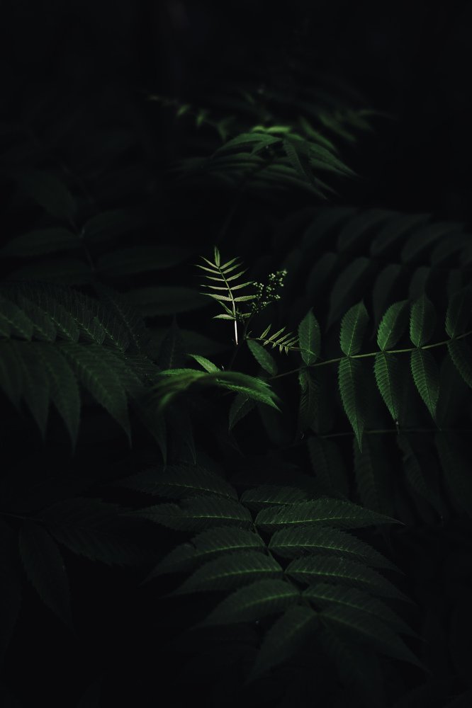 Photograph by Екатерина Орачевская